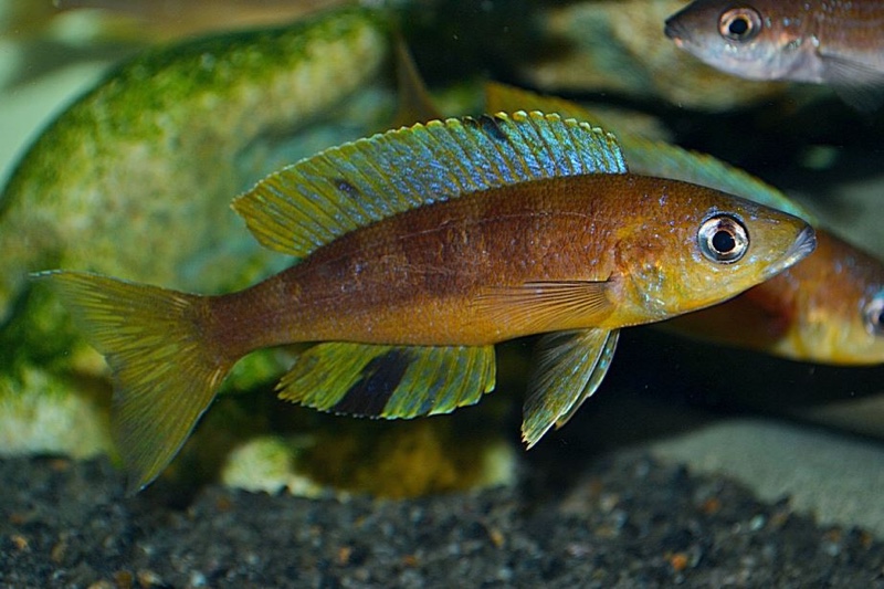 Cyprichromis microlepidotus 'Mabilibili Bay'